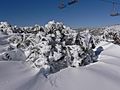 Snow Gum1