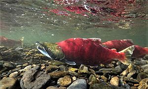 Sockeye salmon facing left