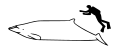 Stejneger's beaked whale size.svg