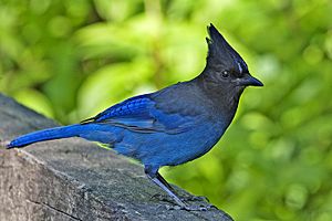 Stellers jay - natures pics.jpg