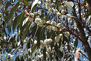 Subsp. pauciflora flowers