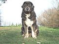 Tibetian Bandog