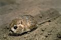 Tipton kangaroo rat 8046-5 1991