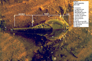 Triops anatomy new