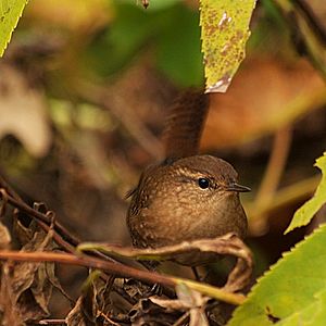 Troglodytes hiemalis Chicago IL