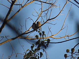 Two Amazonian pygmy owls in canopy