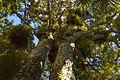 Two Kauri Trees