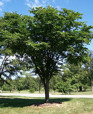 Ulmus laciniata.jpg