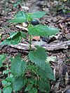 Urtica chamaedryoides.jpg