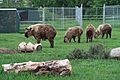 Valley Zoo Sichuan Takin