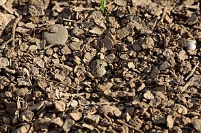 Vanellus spinosus egg