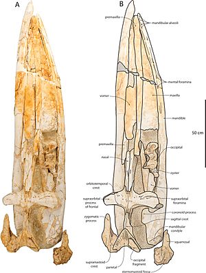 Waharoa ruwhenua skull.jpg