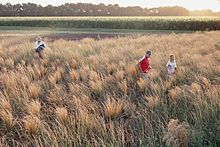 Wheatgrass harvest