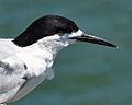 White-Fronted Tern