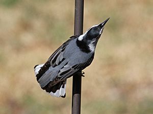 White-breasted Nuthatch RWD1