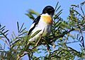 White bellied minivet