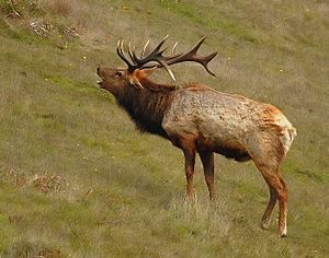 2007-Tule-elk-rut