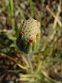 Achyrachaena mollis 002