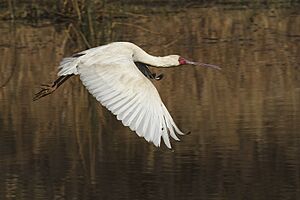 African Spoonbill-001