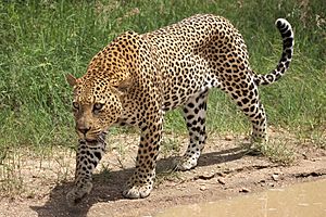 African leopard, Panthera pardus pardus, near Lake Panic, Kruger National Park, South Africa (19448654130).jpg