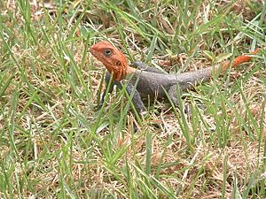 Agama Lizard - Male