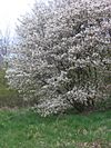 Amelanchier lamarckii struik.jpg