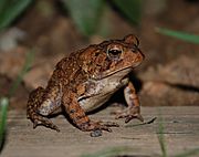 American Toad 8885.jpg