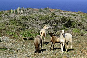 Arikok National Park - Aruba