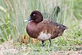 Aythya australis - Lake Dulverton