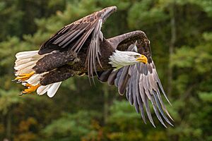 Bald Eagle, Ontario forest