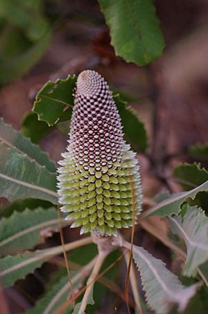 Banksia menziesii gnangarra 33