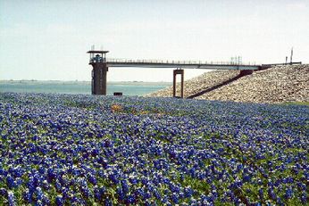 Bardwell Blue bonnets