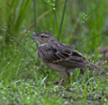 Bengal Bush Lark