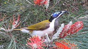 Blue-Faced Honeyeater