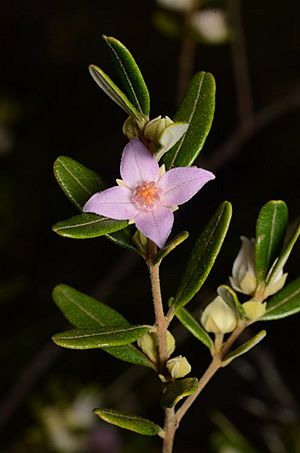 Boronia odorata.jpg