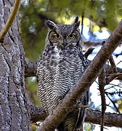 Bubo virginianus -Canada-6.jpg