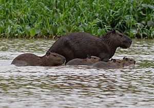 Capybara swimming