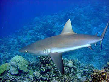 Carcharhinus amblyrhynchos wake