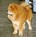 Chowchow