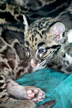 Clouded leopard cub PointDefianceZoo