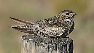 Common Nighthawk (14428313550).jpg