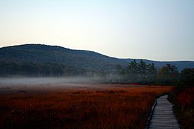 Cranberry-glades-fog-1.jpg