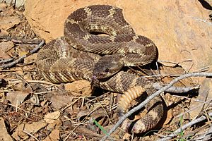 Crotalus oreganus.jpg