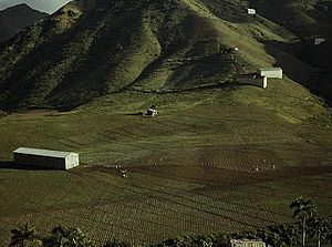 Cultivating tobacco at the vicinity of Cayey, Puerto Rico