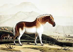 Daniell Quagga