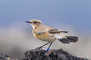 Desert wheatear oenanthe deserti