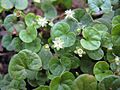 Dichondra repens flower1 (8427835587)