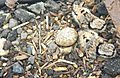 Dotterel chicks