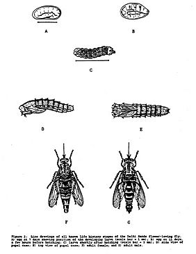 Dsf fly diagram