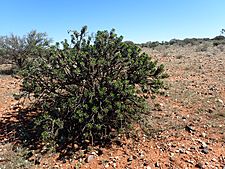 Eremophila ramiflora (habit)